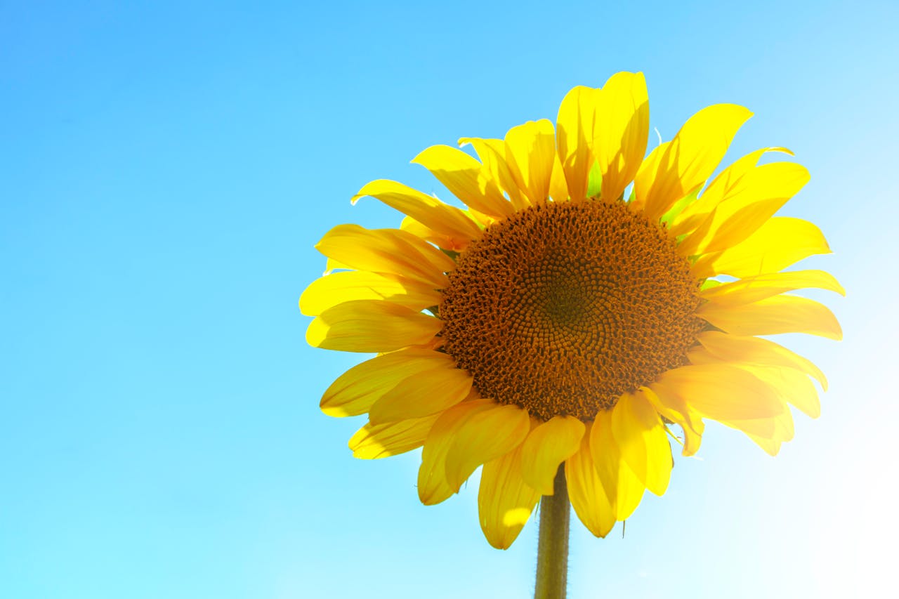 Zonnebloem tegen blauw lucht